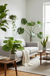 Calathea Orbifolia — Plante paon tropicale - Verdeia