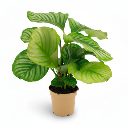 Calathea orbifolia – Plante paon tropicale - Verdeia
