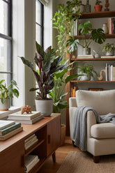 Calathea Ornata — Ø14 cm — H50 cm - Verdeia