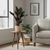 Calathea ornata – Ø14cm – 50cm - Verdeia