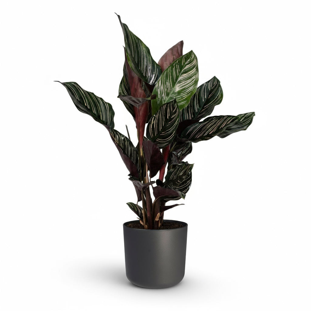 Calathea ornata – Ø14cm – 50cm - Verdeia