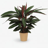 Calathea Stripestar — Ø17 cm — H65 cm - Verdeia