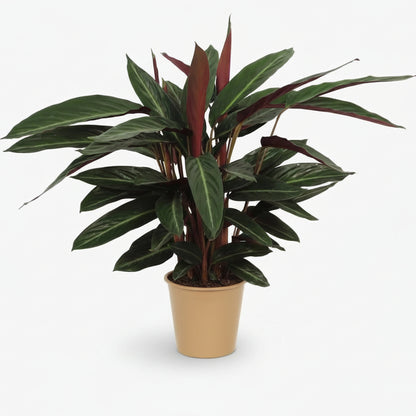 Calathea Stripestar — Ø17 cm — H65 cm - Verdeia