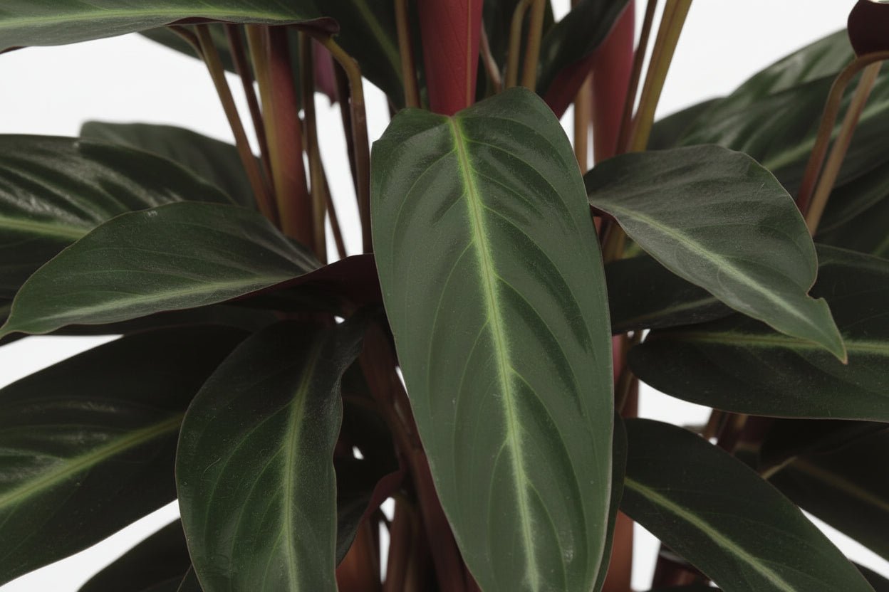 Calathea Stripestar — Ø17 cm — H65 cm - Verdeia