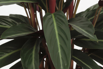 Calathea Stripestar — Ø17 cm — H65 cm - Verdeia