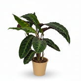 Calathea warscewiczii – Plante paon veloutée - Verdeia