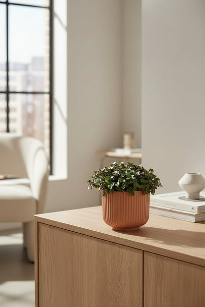 Callisia Repens — Ø12 cm — H17 cm - Verdeia