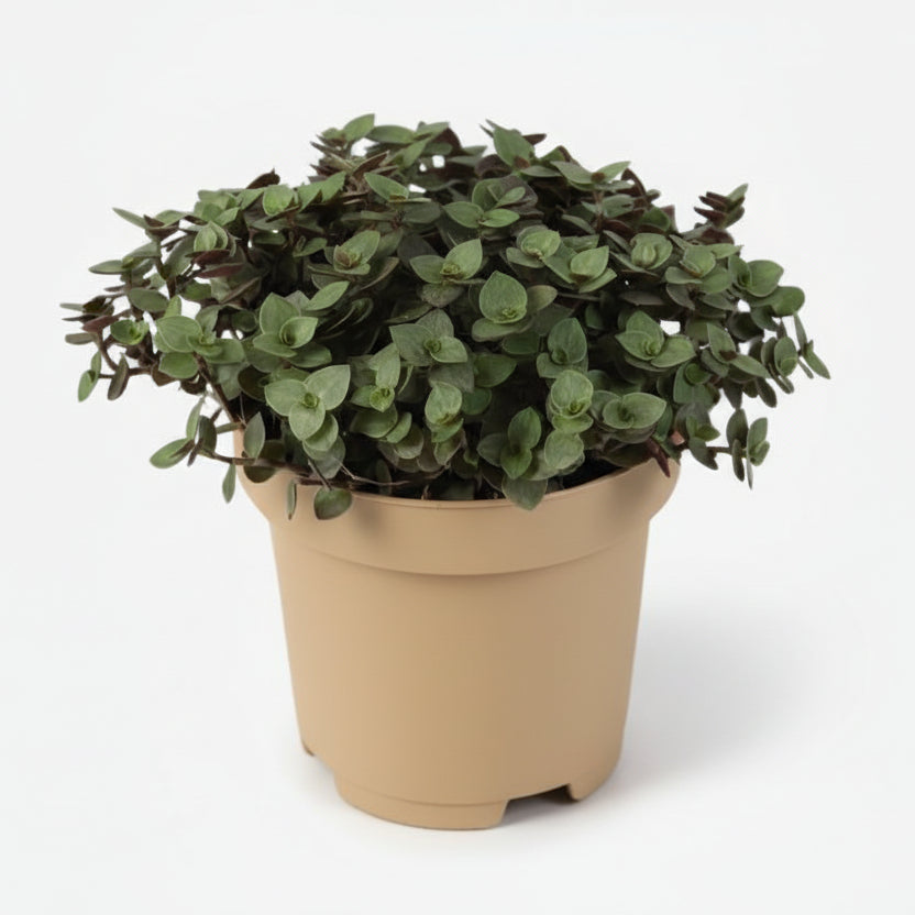 Callisia Repens — Ø12 cm — H17 cm - Verdeia