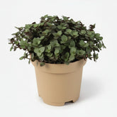 Callisia Repens — Ø12 cm — H17 cm - Verdeia