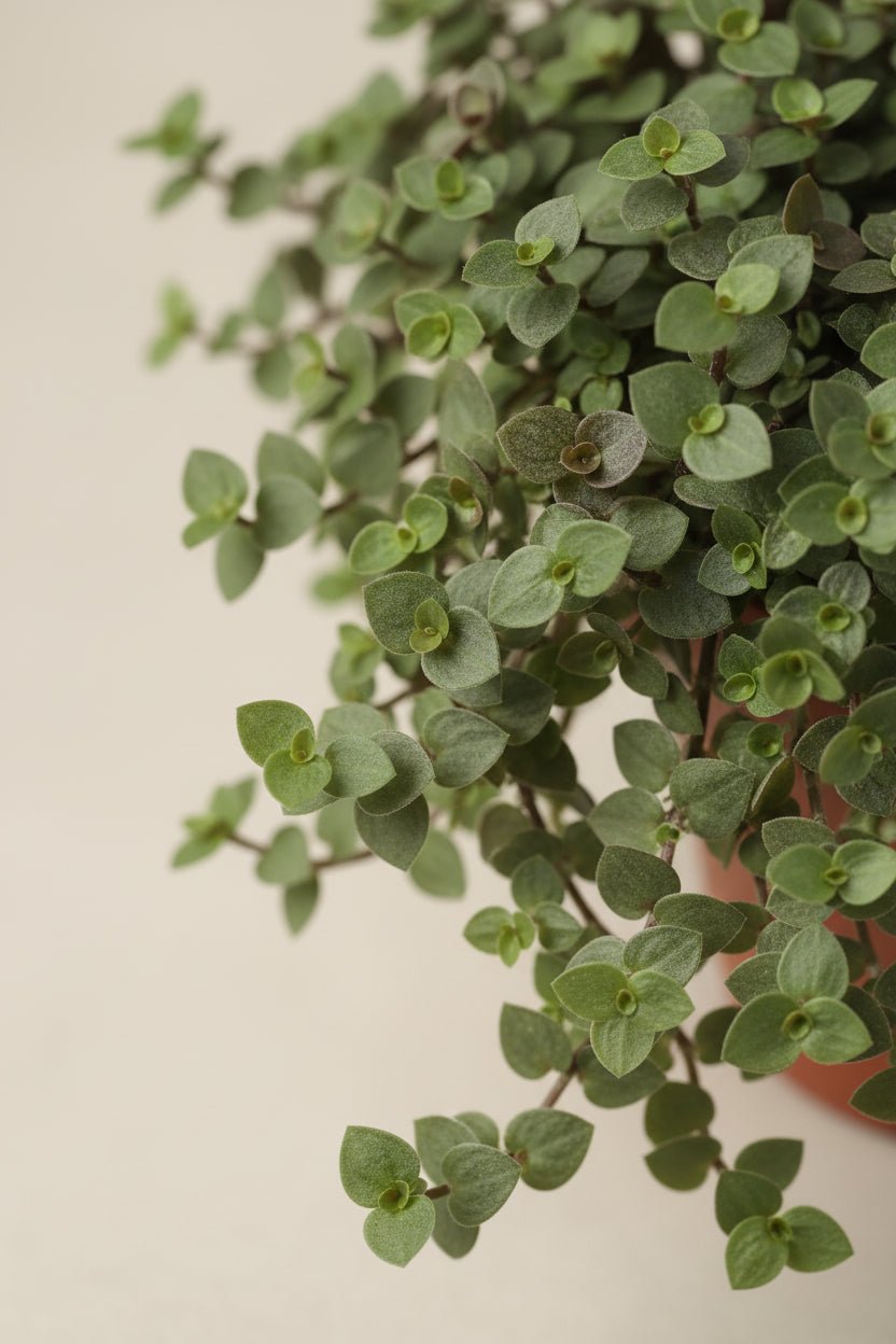 Callisia Repens — Ø12 cm — H17 cm - Verdeia