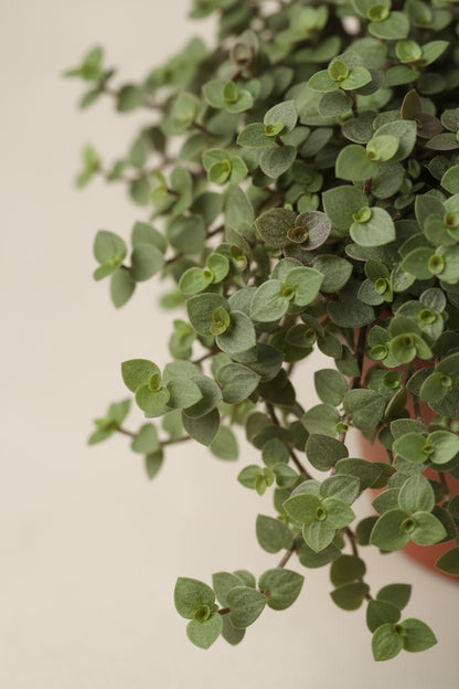 Callisia Repens — Ø12 cm — H17 cm - Verdeia