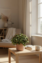 Callisia Turtle — Ø10,5 cm — H15 cm - Verdeia