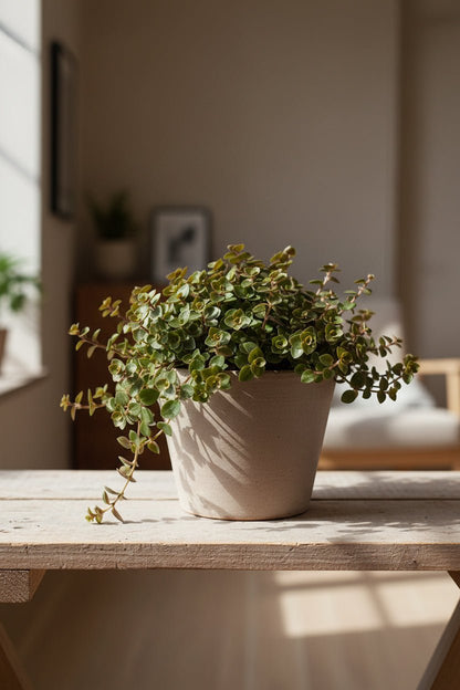 Callisia Turtle — Ø10,5 cm — H15 cm - Verdeia