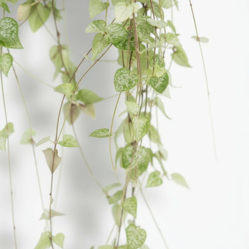 Ceropegia linearis ‘Iris’ Ø14 cm — H38 cm - Verdeia