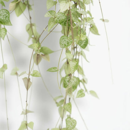 Ceropegia linearis ‘Iris’ Ø14 cm — H38 cm - Verdeia