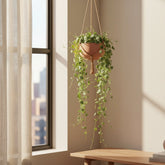 Ceropegia linearis ‘Iris’ Ø14 cm — H38 cm - Verdeia