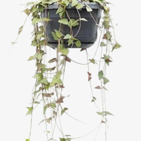 Ceropegia Linearis Remy — Ø14cm — H38cm - Verdeia