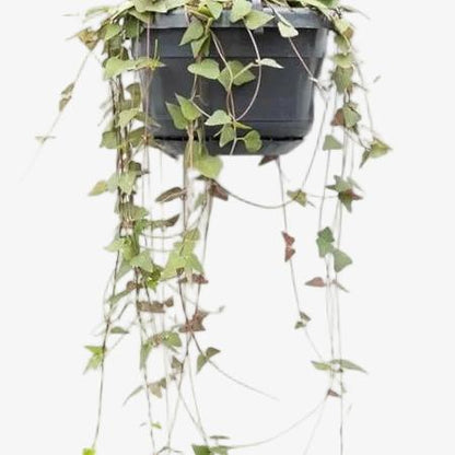 Ceropegia Linearis Remy — Ø14cm — H38cm - Verdeia