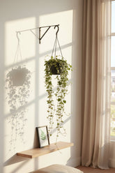 Ceropegia Linearis Remy — Ø14cm — H38cm - Verdeia