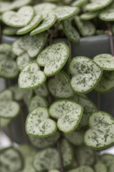 Ceropegia Woodii — Chaîne de cœurs — Ø14 cm — H50 cm - Verdeia