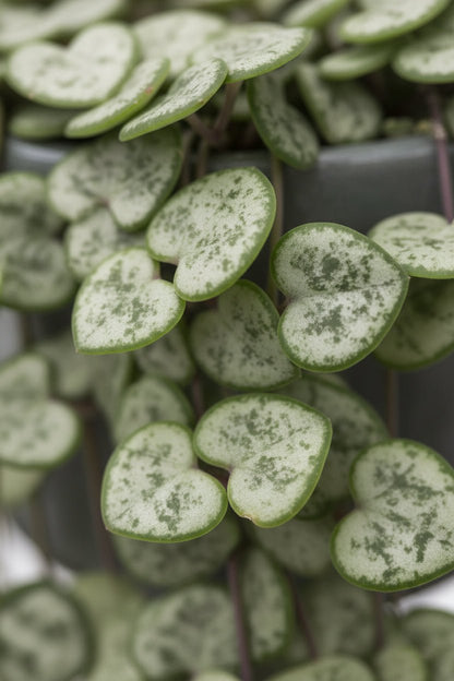 Ceropegia Woodii — Chaîne de cœurs — Ø14 cm — H50 cm - Verdeia