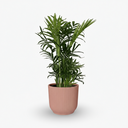 Chamaedorea Elegans – Palmier de montagne mexicain - Verdeia