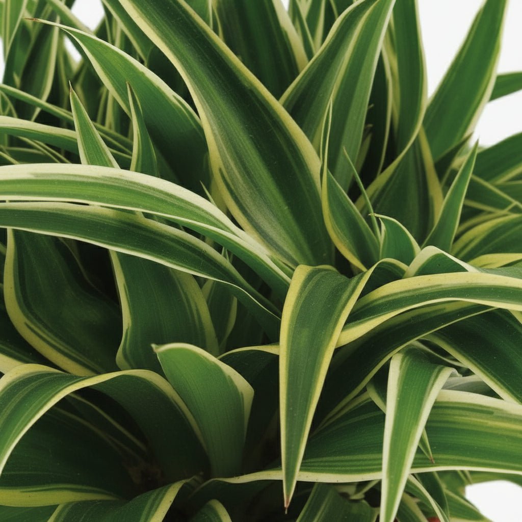 Chlorophytum comosum ‘Ocean’ — Plante araignée — D15 x H25 cm - Verdeia