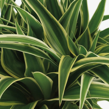 Chlorophytum comosum ‘Ocean’ — Plante araignée — D15 x H25 cm - Verdeia