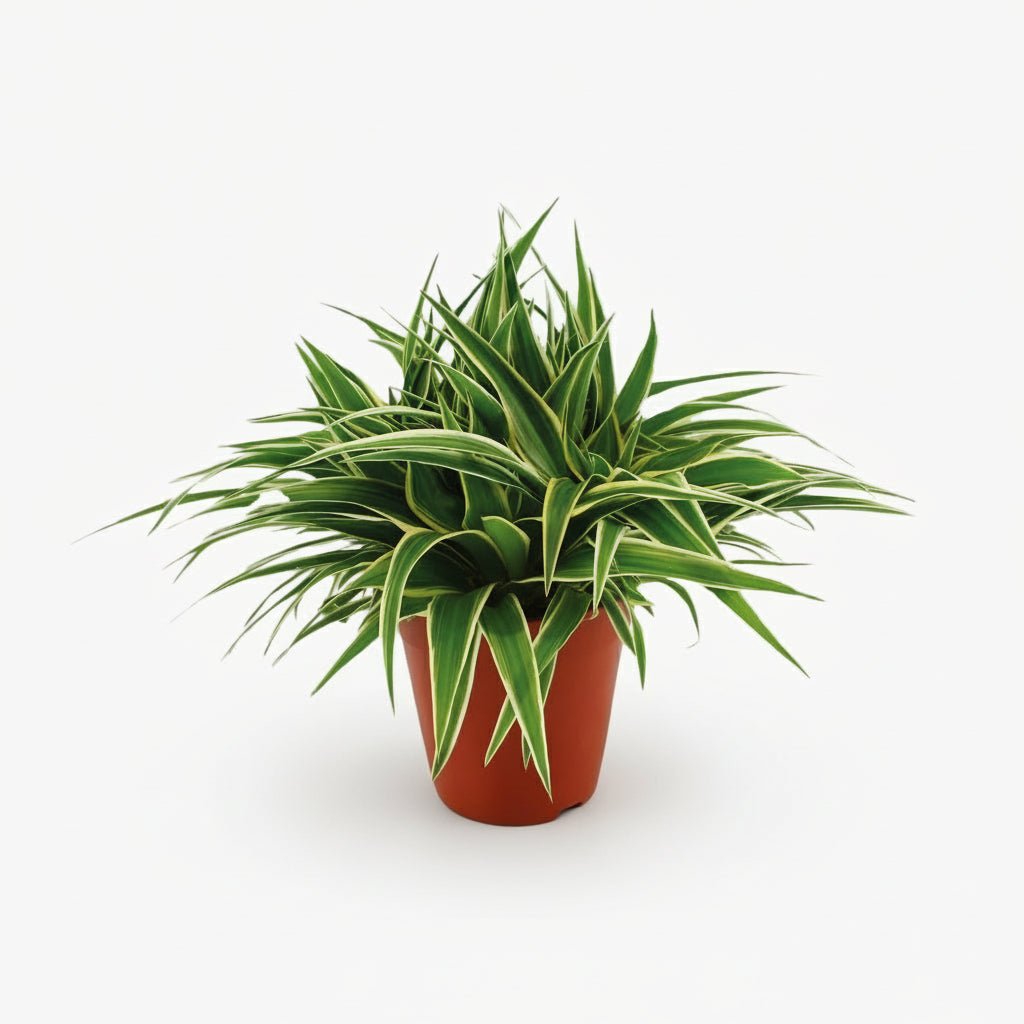 Chlorophytum comosum ‘Ocean’ — Plante araignée — D15 x H25 cm - Verdeia