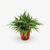 Chlorophytum comosum ‘Ocean’ — Plante araignée — D15 x H25 cm - Verdeia
