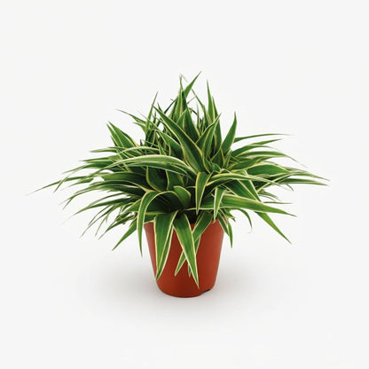 Chlorophytum comosum ‘Ocean’ — Plante araignée — D15 x H25 cm - Verdeia