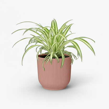 Chlorophytum comosum Variegatum – Plante araignée panachée - Verdeia