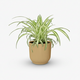 Chlorophytum comosum Variegatum – Plante araignée panachée - Verdeia