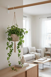 Cissus Rhombifolia Ellen Danica — Vigne d&