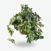 Cissus Rhombifolia Ellen Danica — Vigne d&