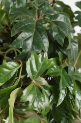 Cissus Rhombifolia Ellen Danica — Vigne d&