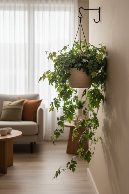 Cissus Rhombifolia Ellen Danica — Vigne d&