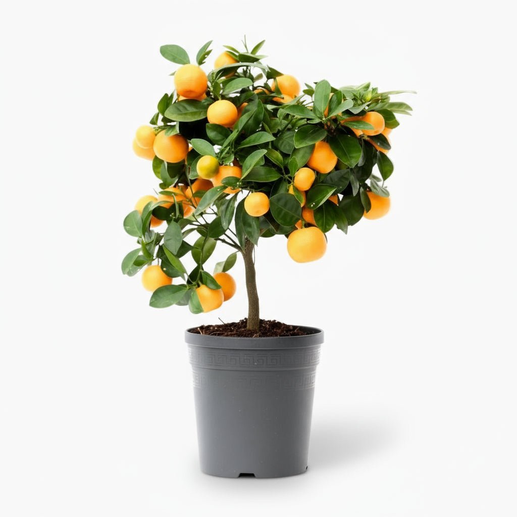 Citrus Calamondin — Ø15 cm — H40 cm - Verdeia