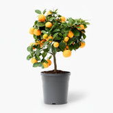 Citrus Calamondin — Ø15 cm — H40 cm - Verdeia