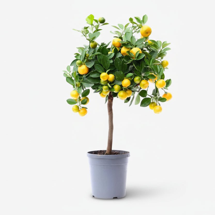 Citrus Calamondin — Oranger d&