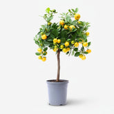 Citrus Calamondin — Oranger d&