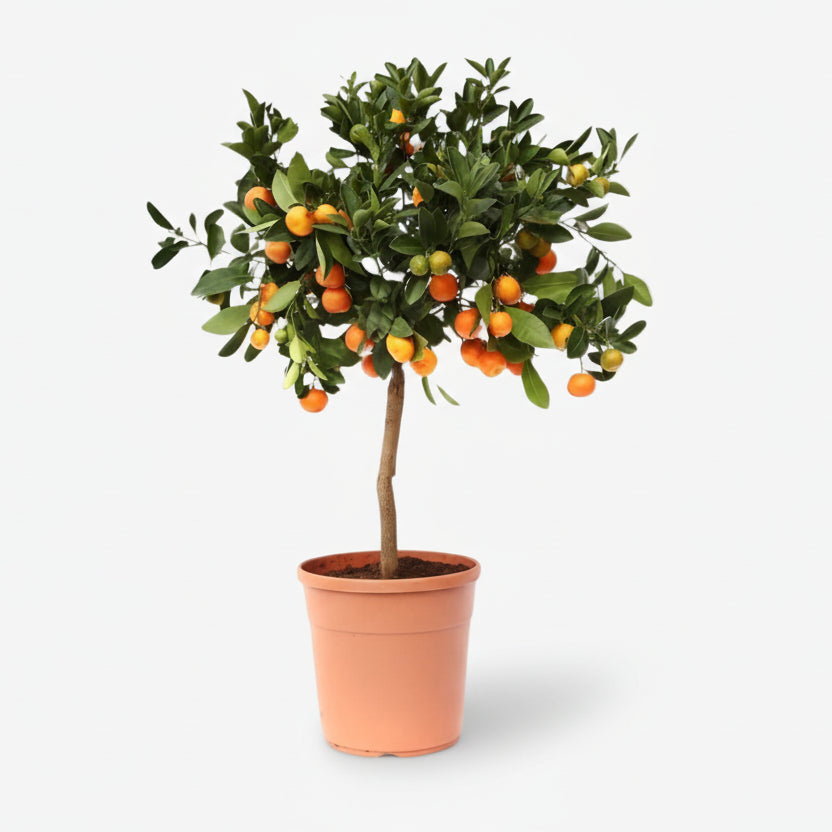 Citrus Calamondin — Oranger d&