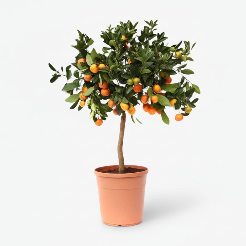 Citrus Calamondin — Oranger d&