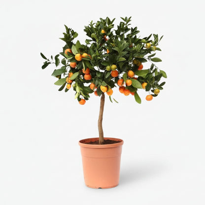Citrus Calamondin — Oranger d&