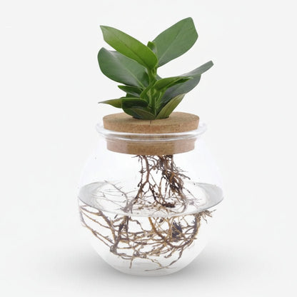 Clusia en bocal cylindre avec bouchon — Plante hydroponique — Ø12 cm — H30 cm - Verdeia