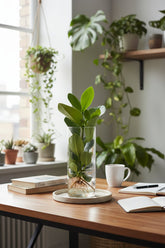 Clusia en bocal cylindre — Plante hydroponique — Ø12 cm — H30 cm - Verdeia