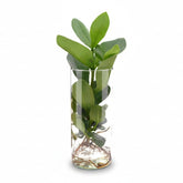 Clusia en bocal cylindre — Plante hydroponique — Ø12 cm — H30 cm - Verdeia
