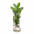 Clusia en bocal cylindre — Plante hydroponique — Ø12 cm — H30 cm - Verdeia