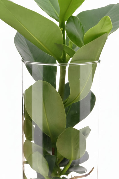 Clusia en bocal cylindre — Plante hydroponique — Ø12 cm — H30 cm - Verdeia