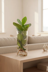 Clusia en bocal cylindre — Plante hydroponique — Ø12 cm — H30 cm - Verdeia